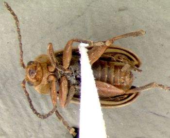 Media type: image;   Entomology 29037 Aspect: habitus ventral view